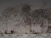 Humidade em apartamentos de Lisboa: como identificar o problema antes de comprar